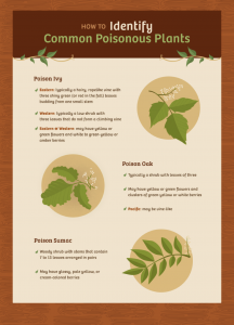 RetroWON: How to Prevent Contact With Poisonous Plants