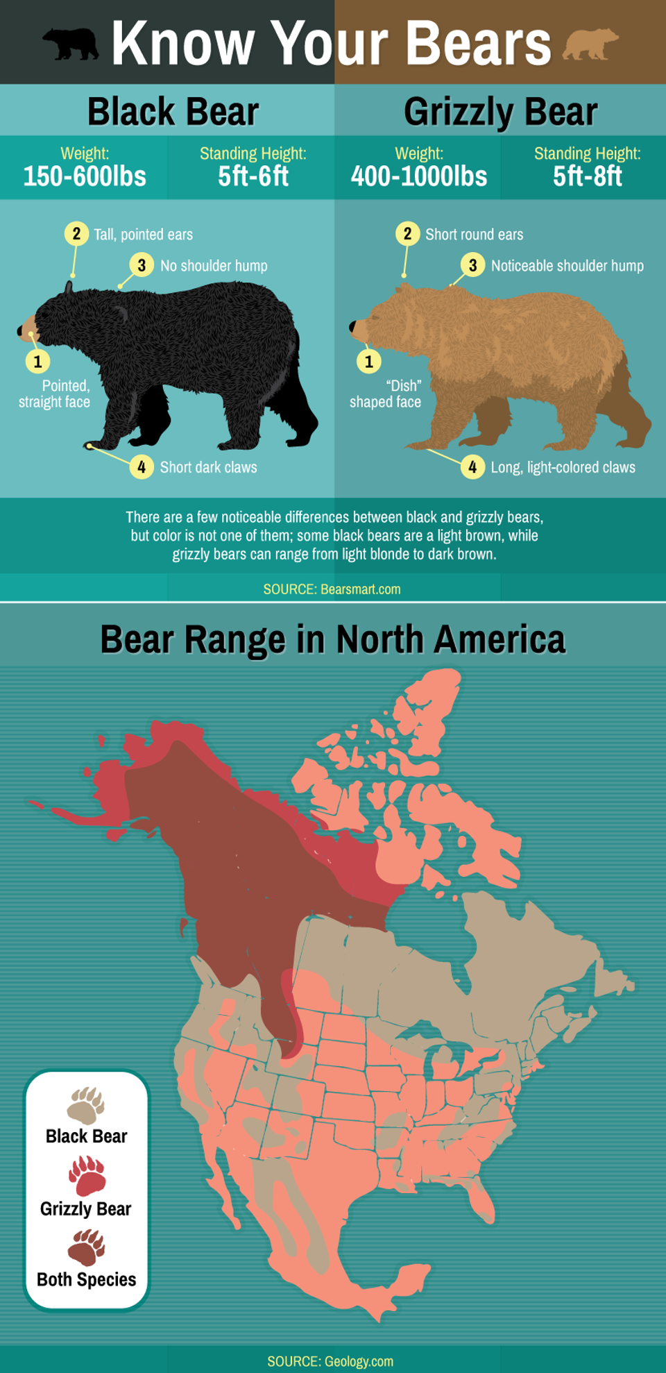 Getting To Know Bears Be Bear Aware