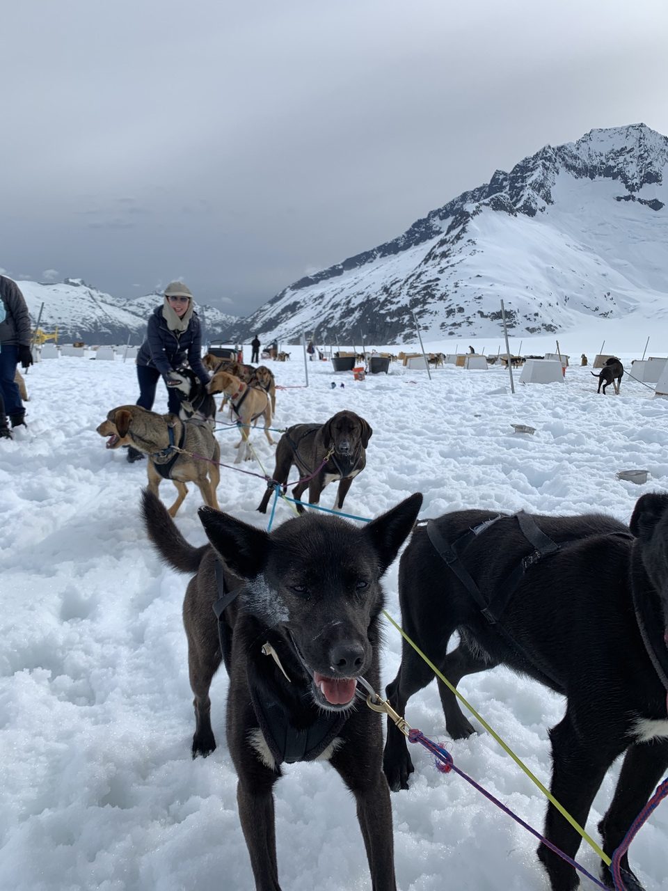 Dog musher Alaska