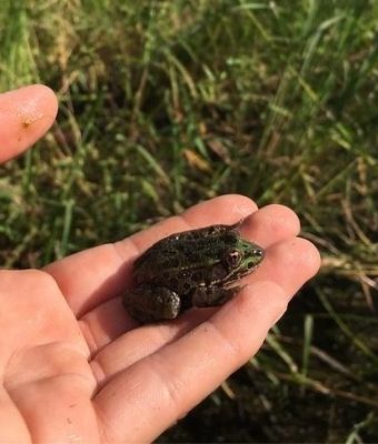 Cienega Creek Watershed: It's a Frog Eat Frog World