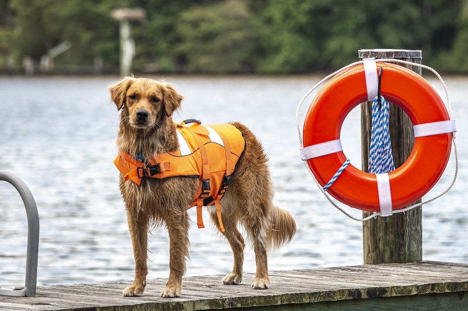 Man’s Best Friend on Land … and at Sea