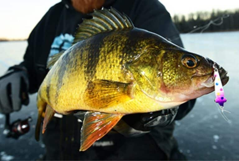 Mid- to Late-Ice Walleyes, Panfish, Safety & More