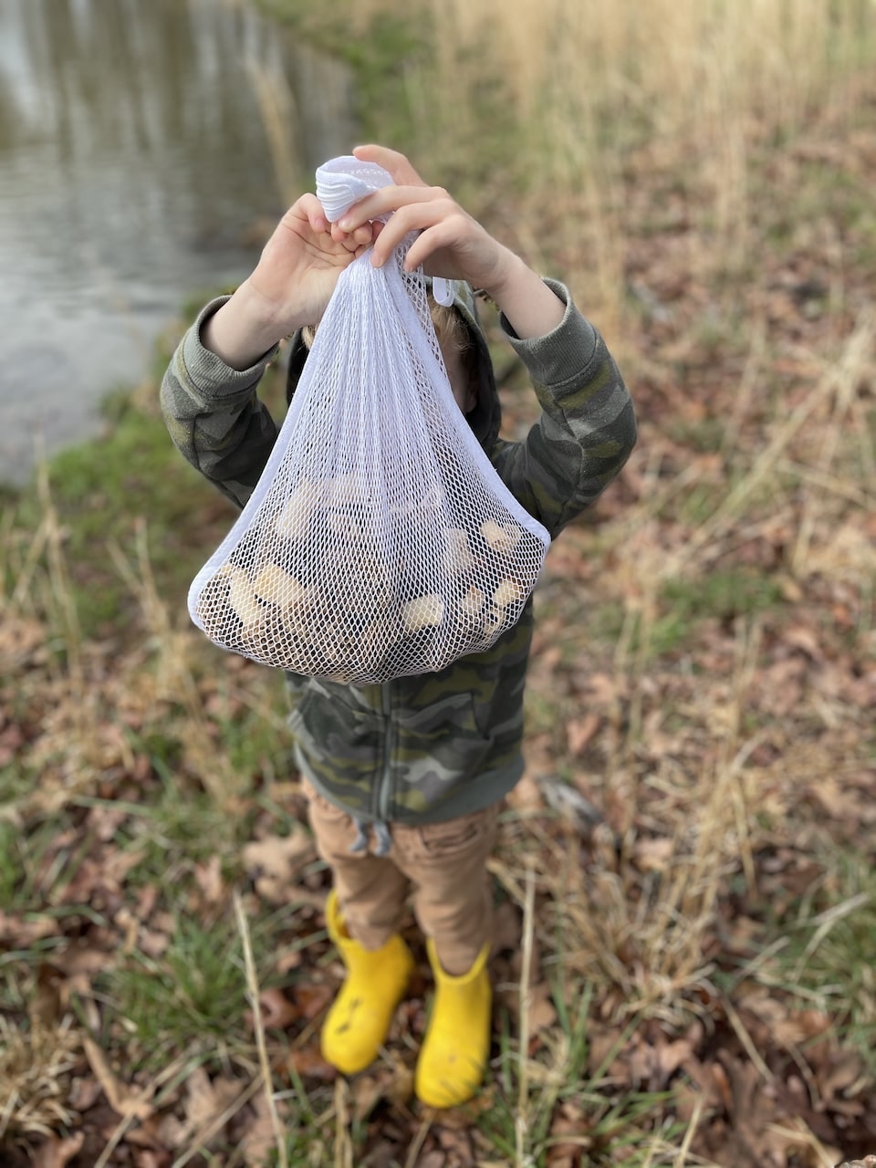 morel mushrooms