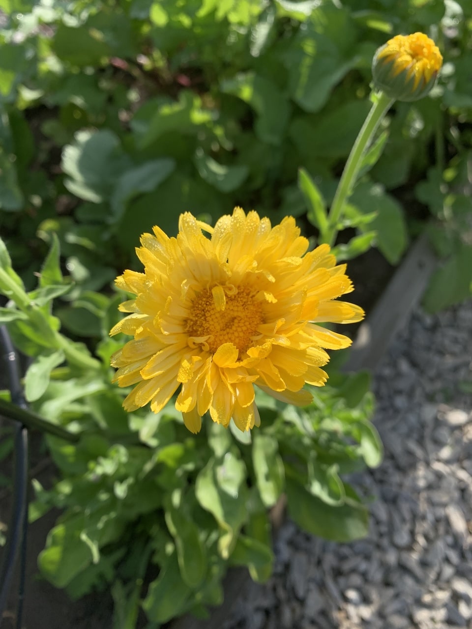 Calendula