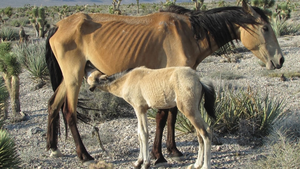 In 2021, half of the horses and burros removed by the BLM were facing emergency threats to their well-being, predominantly drought. (Ryane Nicole photo)