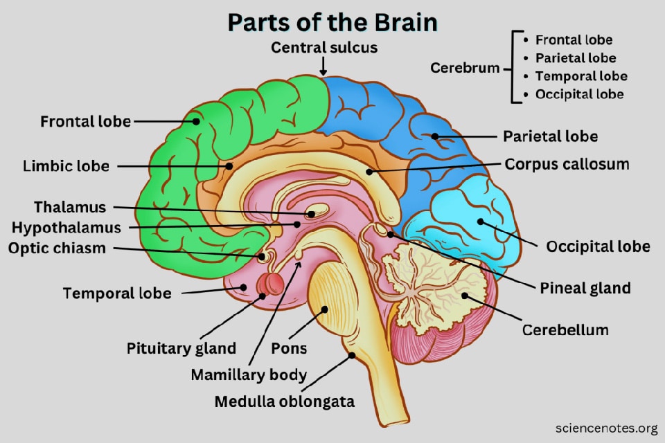 parts of the brain mental game clays