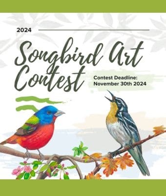 2024 Songbird Art Contest feature