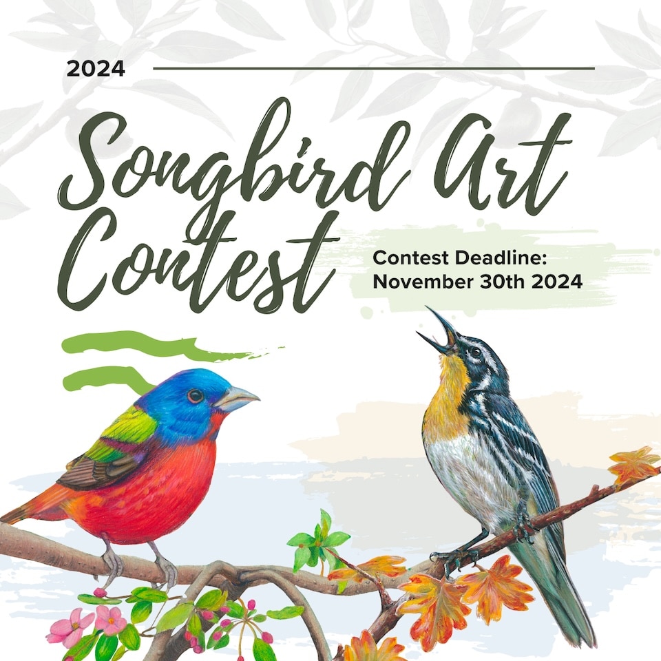 2024-Songbird-Art-Contest