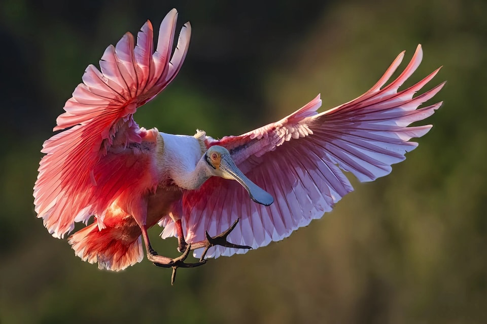 Grand Prize Winner | Micheal Zheng, Everglades National Park (Micheal Zheng) Share the Experience photo contest