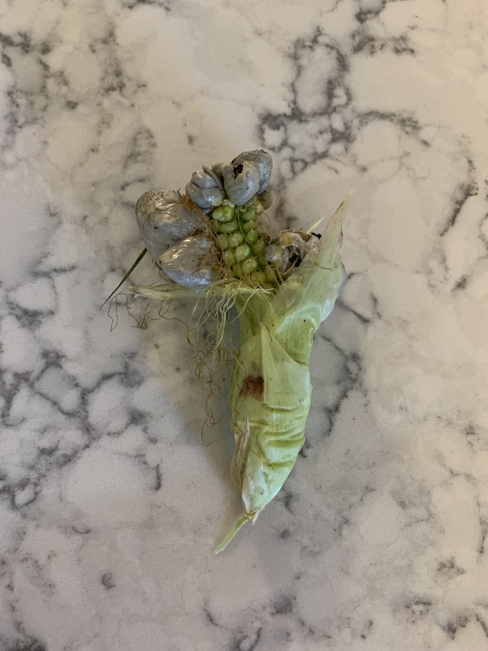 Huitlacoche Ear on Counter