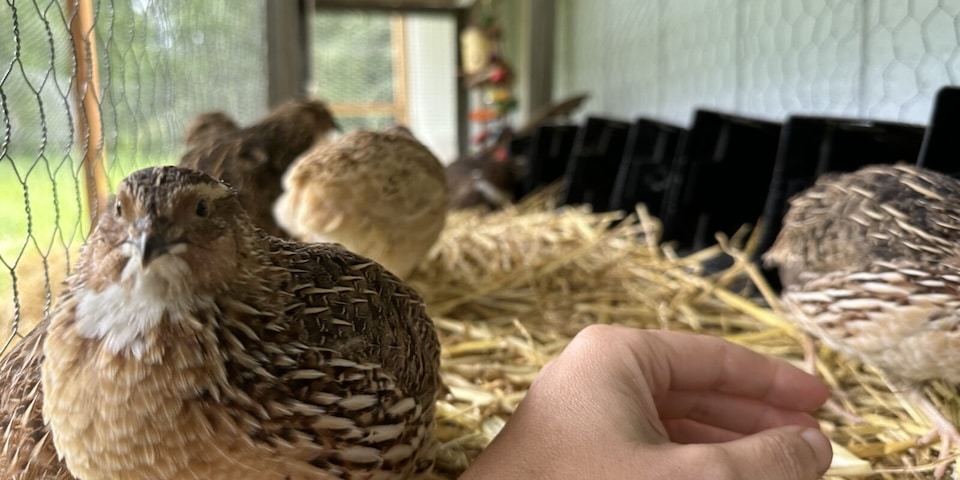 Raising Quail