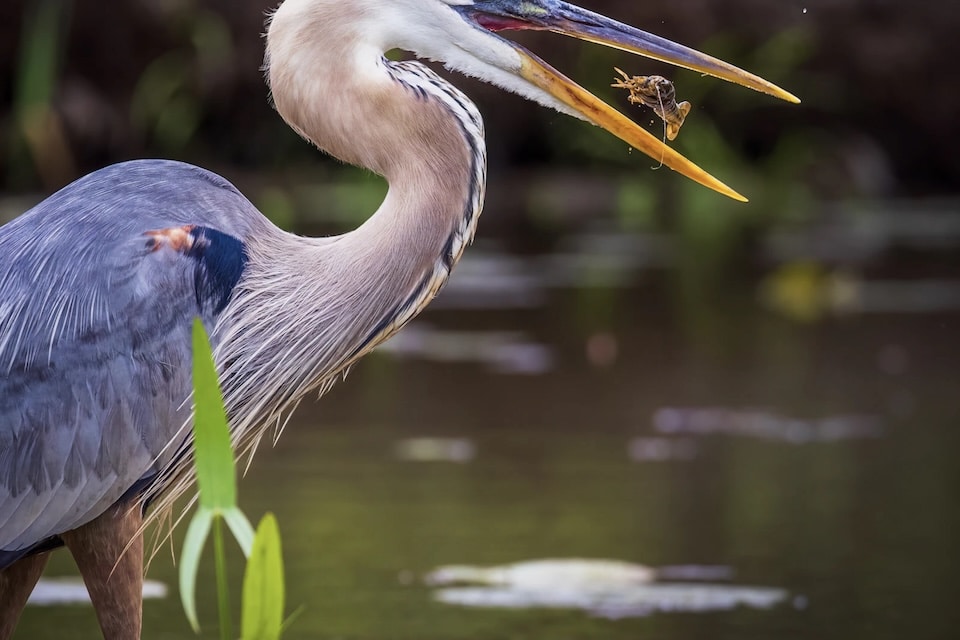 Third Place | Isaac Rosenberg, Kenilworth Park & Aquatic Gardens (Isaac Rosenberg)