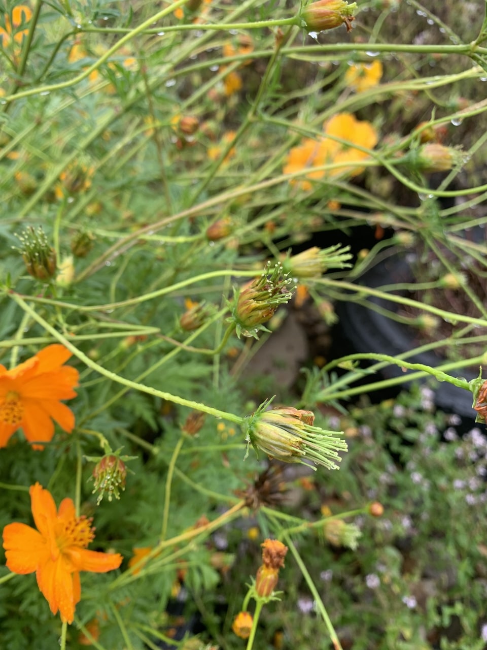 Cosmos Seedpods