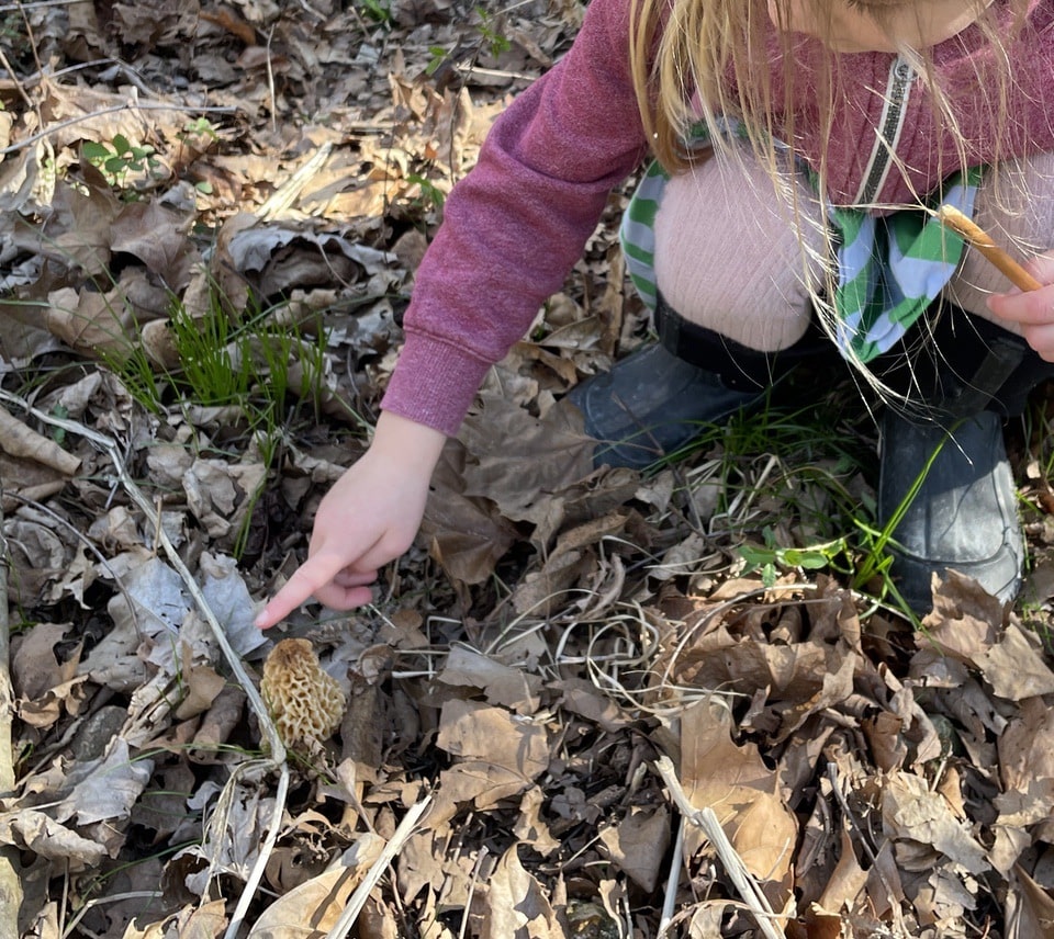 Morel hunter