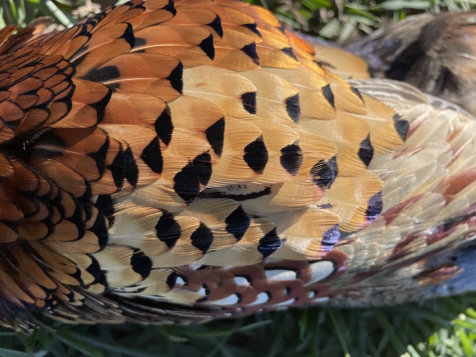 Pheasant feathers