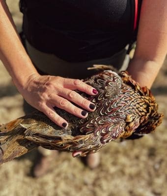 pheasant feathers feature