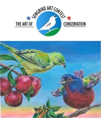 songbird art contest 24 feature