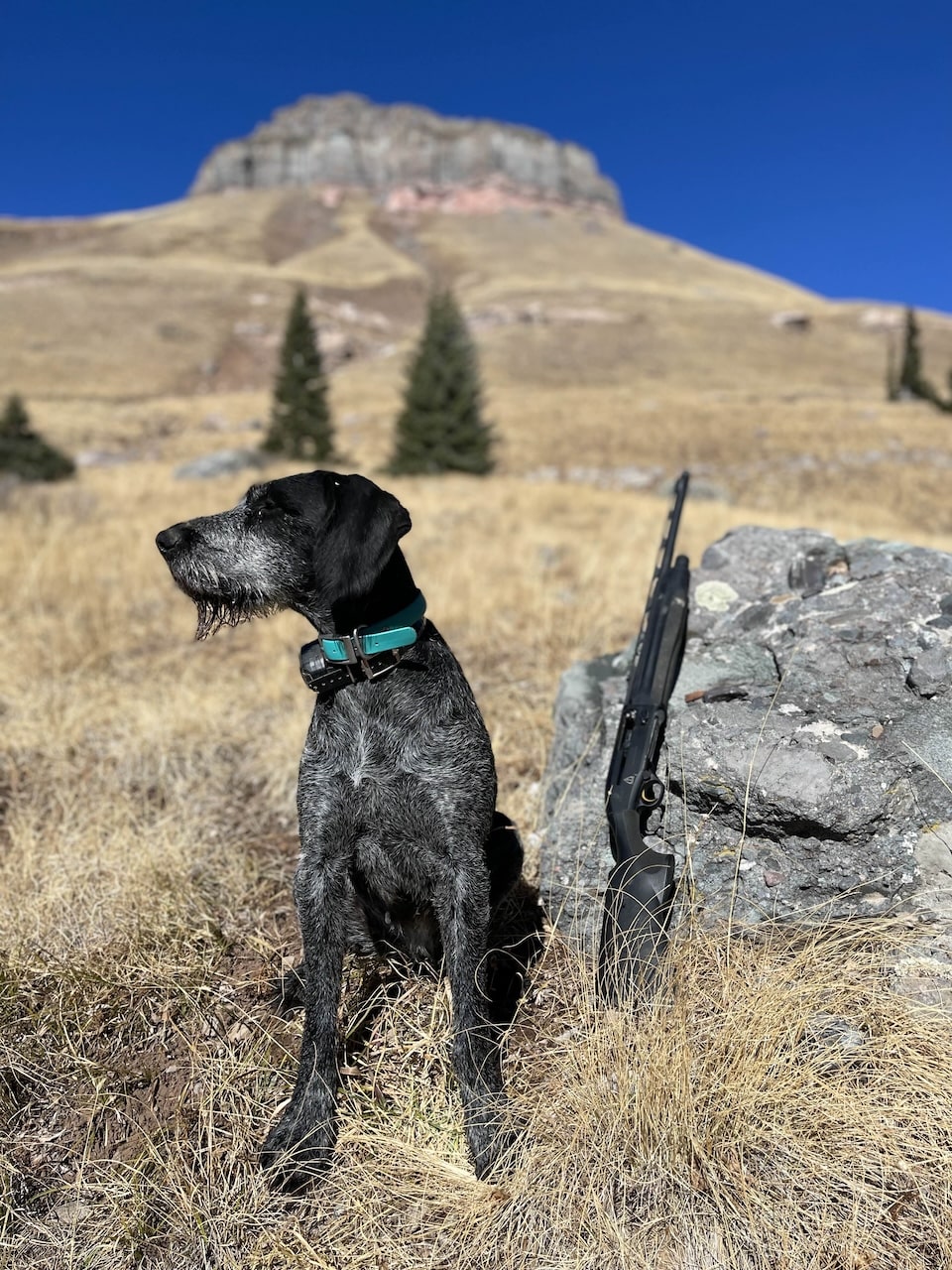 Bird dog on a hunt