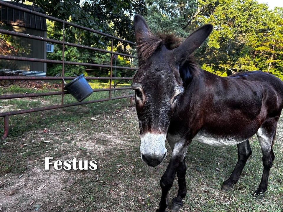 Festus