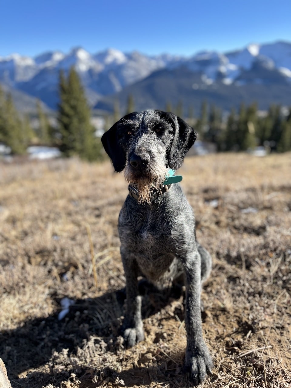 Grouse hunt with mabel