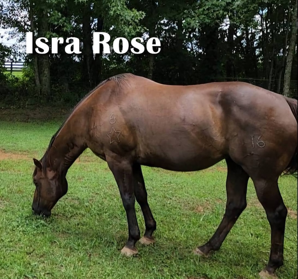 ISRA Rose