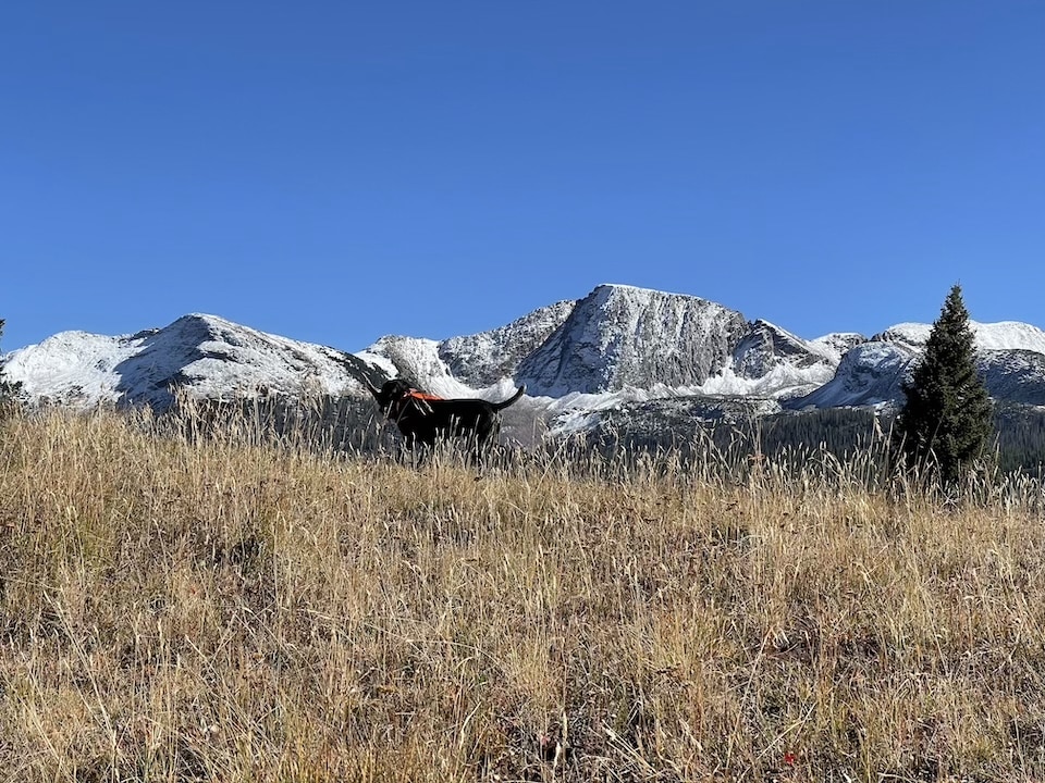 Mountain Grouse hunt with bird dog