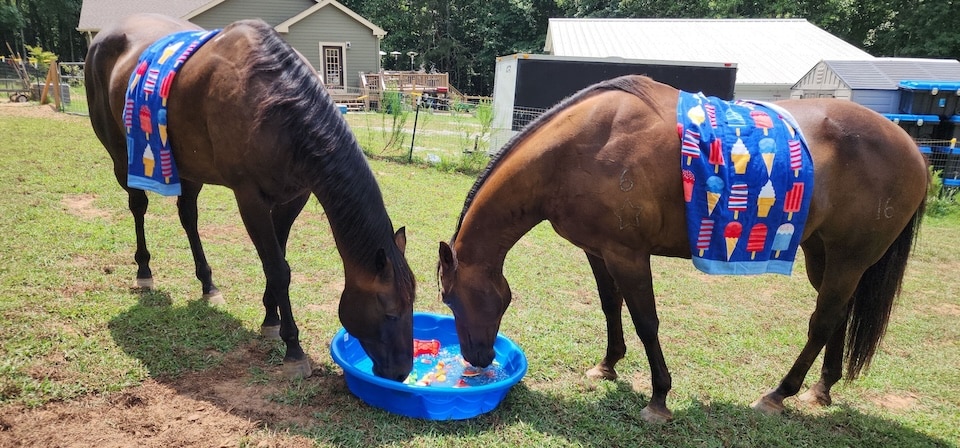 blue line ponies