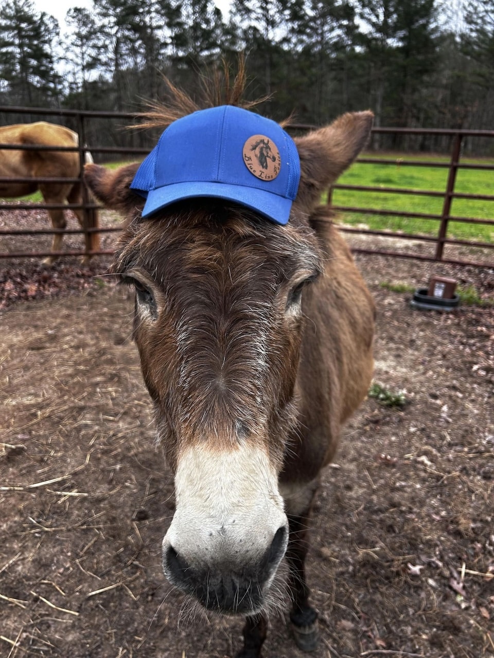 blue line ponies donkey