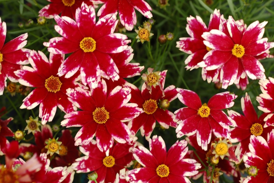 Coreopsis 'Ruby Frost' Colors of the Year