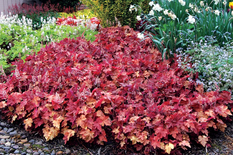 Heucherella 'Redstone Falls' Colors of the Year