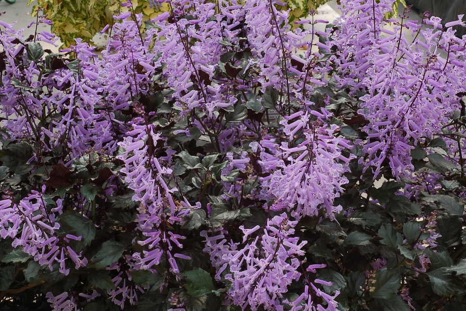 Plectranthus 'Velvet Elvis'