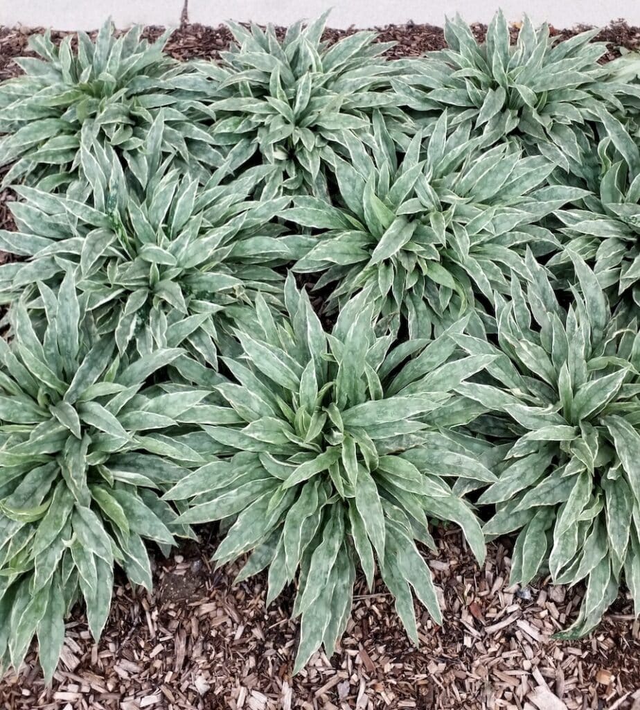 Pulmonaria 'Raspberry Frost' Colors of the Year