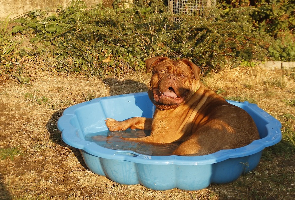 dog in pool property crime feature