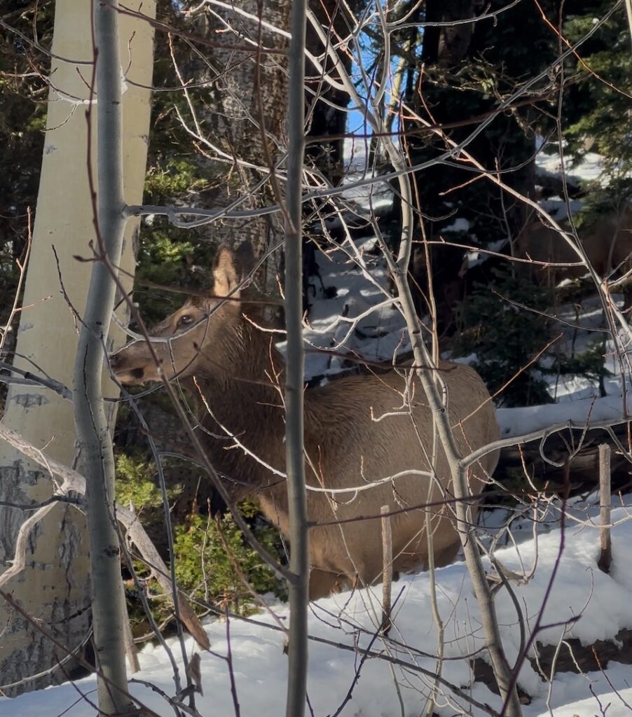 elk in snow