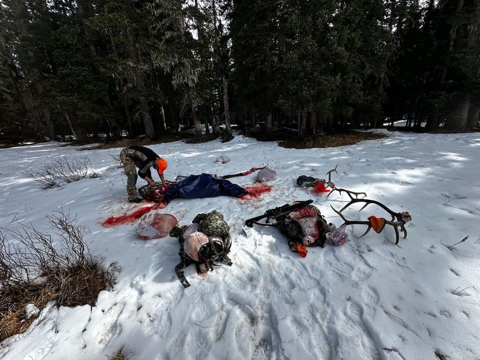 packing up an elk