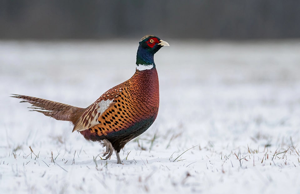 Ringneck Pheasant