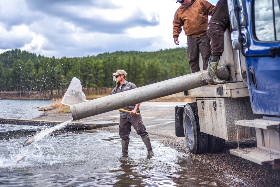 Fish Stocking at Pactola (Photo Courtesy of South Dakota Game, Fish and Parks)